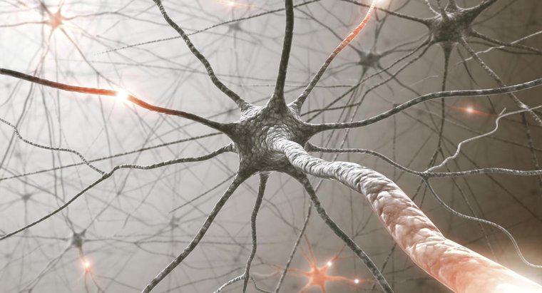 Quanti nervi abbiamo nei nostri corpi?