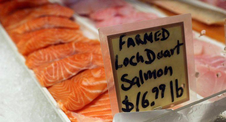 L'ingrasso di salmone?