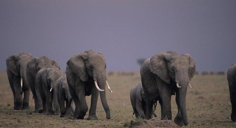 Migrano gli elefanti?