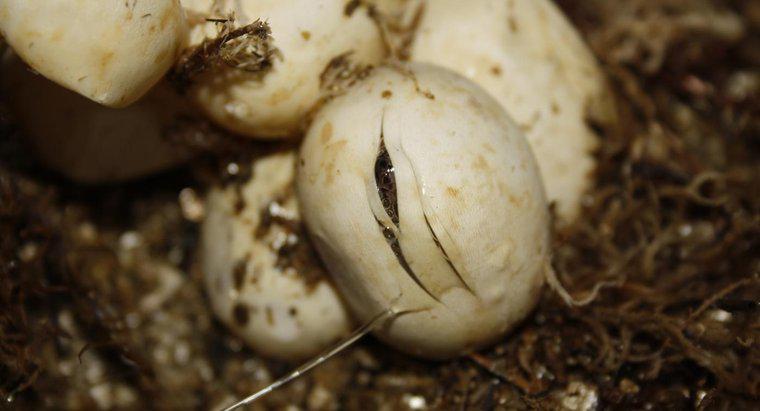 Quanto tempo impiega Snake Eggs a Hatch?