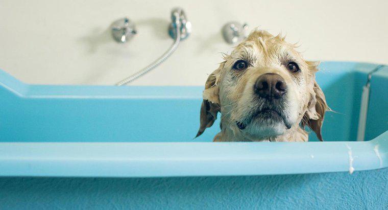 Quanto tempo dopo che un cane femmina ha dato alla luce è sicuro fare il bagno a lei?