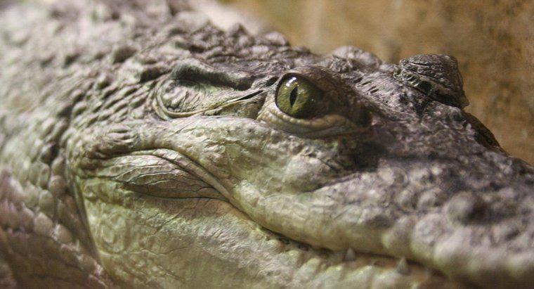 Come fanno i coccodrilli a digerire il loro cibo?