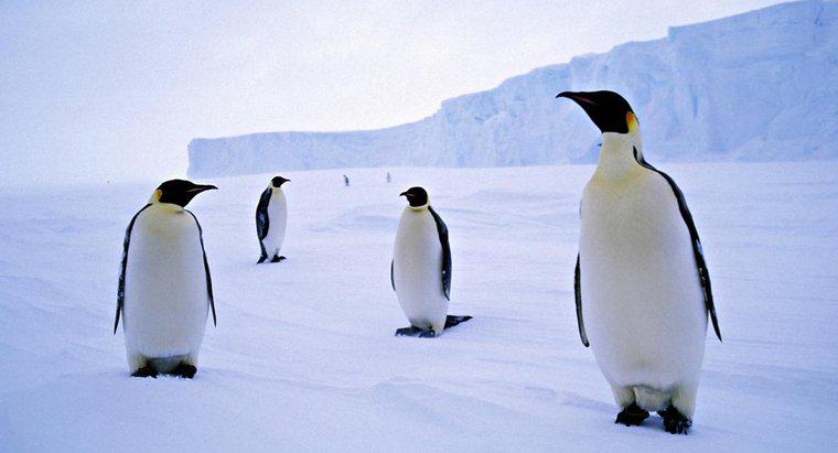 Che cos'è un gruppo di pinguini chiamato?