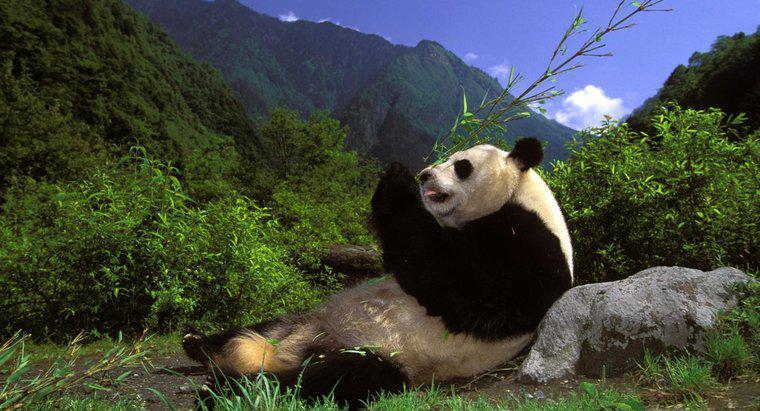 Quali sono alcuni fatti divertenti su Pandas?