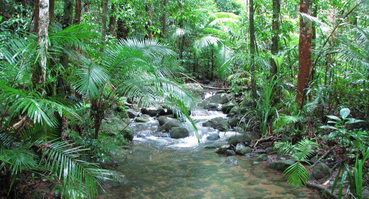 Quali sono le forme della foresta pluviale tropicale?