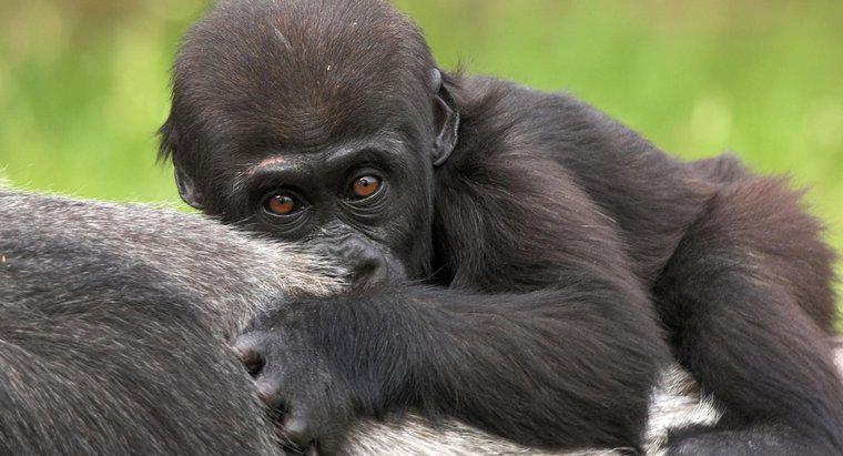 Cosa si chiama Baby Gorilla?