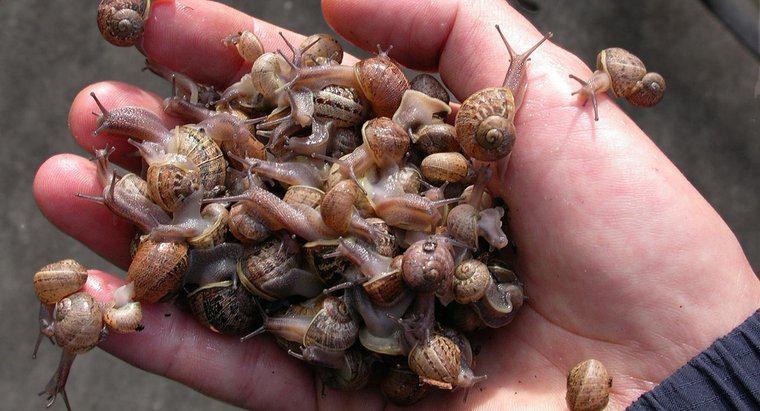 Come si chiama un gruppo di lumache?