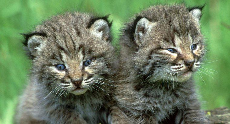 Che cosa si chiama Baby Bobcat?