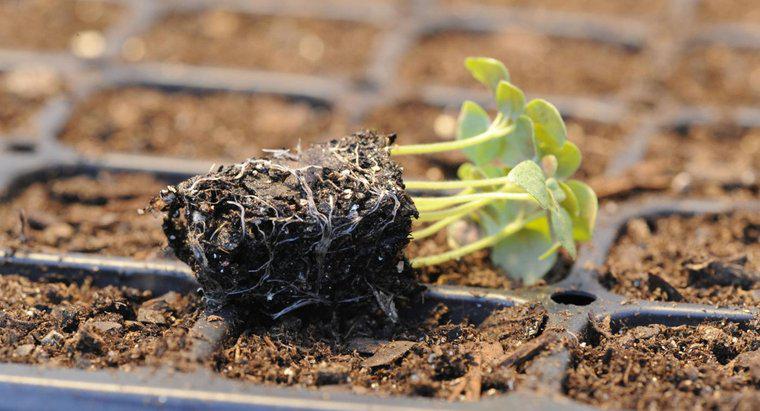 Qual è il processo di germinazione dei semi?