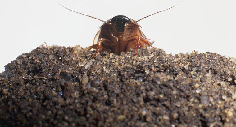 Che aspetto hanno gli scarafaggi?