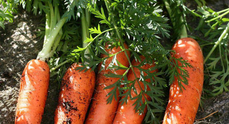 Come si riproducono le carote?