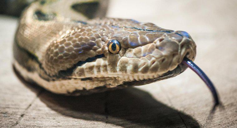 Quali sono alcuni dei predatori di serpenti?