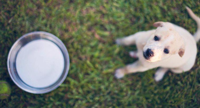I cuccioli possono bere latte?