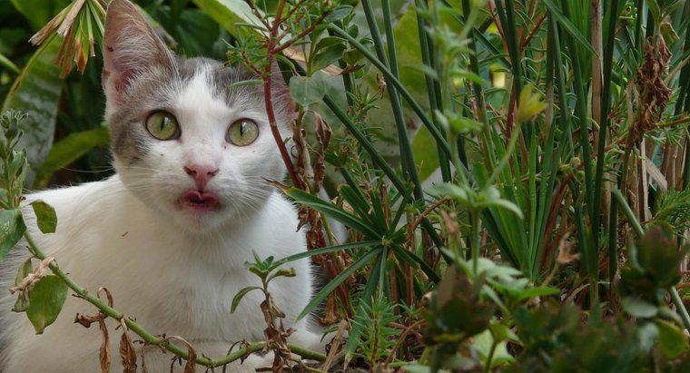 Come puoi tenere i gatti fuori da un giardino?
