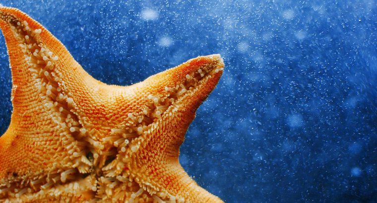 Qual è il nome scientifico di una stella marina?