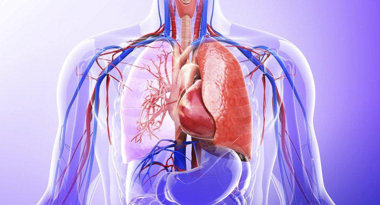 Che ruolo hanno i polmoni nel sistema escretore?