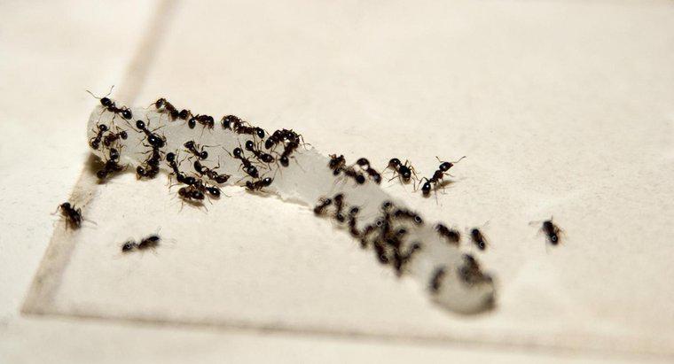 Come si fa a fare in casa veleno formica con borace?