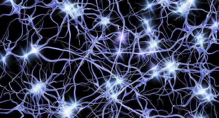 Qual è lo spazio tra il neurone e il muscolo?
