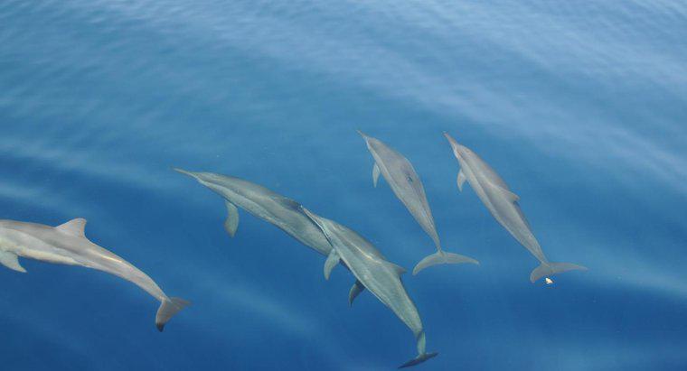 Cos'è l'habitat di un delfino?