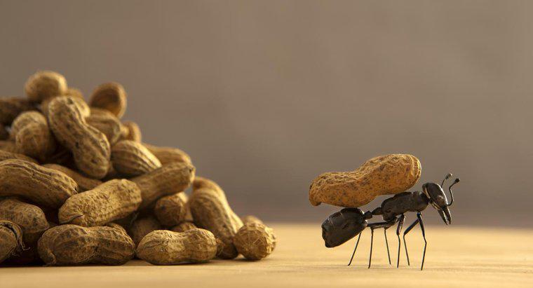 Cosa attrae le formiche?