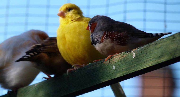 Quali sono le differenze tra canarini maschi e femmine?