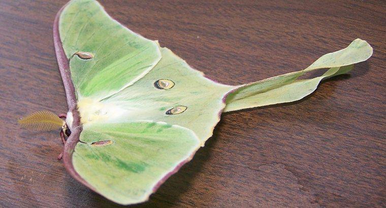 Qual è il significato spirituale di Luna Moths?