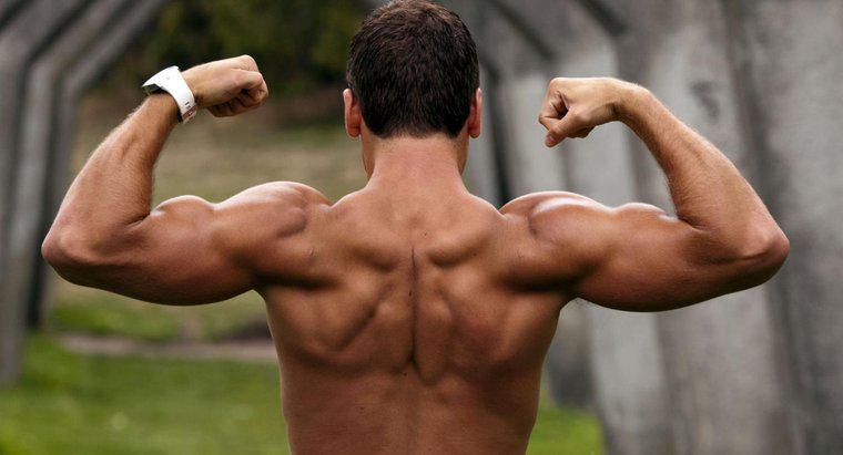 Quanti muscoli ci sono nel braccio umano?