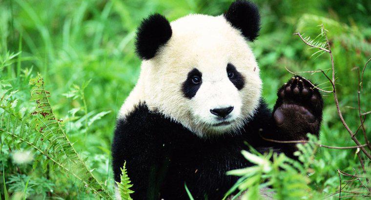 Panda Habitat in the Wild
