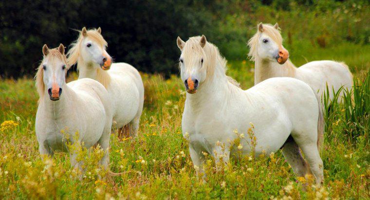Come si chiama un gruppo di cavalli?