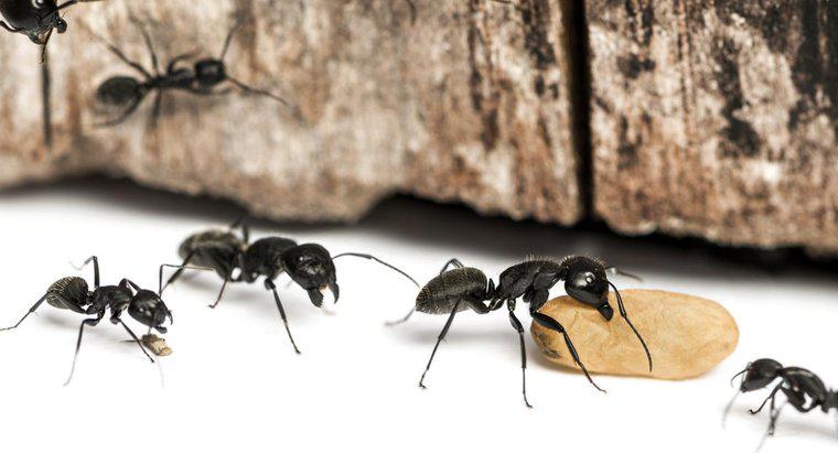 Quali sono alcuni modi comuni per uccidere le formiche del carpentiere?