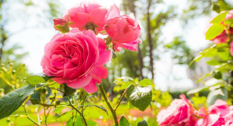 Come si pianta un cespuglio di rose?