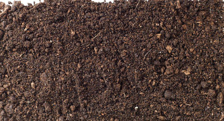 Quali sono le cause Potting Soil per coltivare la muffa?