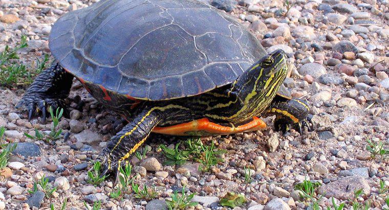 Quanto tempo vivono le tartarughe dipinte?