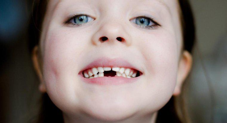 Che ruolo giocano i denti in Digestione?