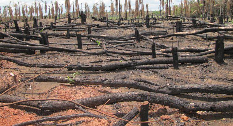 Perché la foresta pluviale amazzonica è in pericolo?