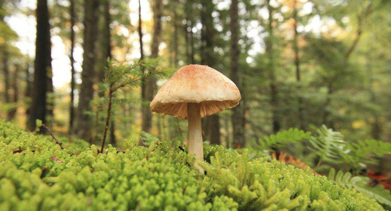Qual è l'importanza economica dei funghi?