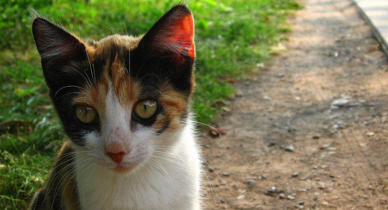 Quali sono alcuni buoni nomi per i gatti Calico?