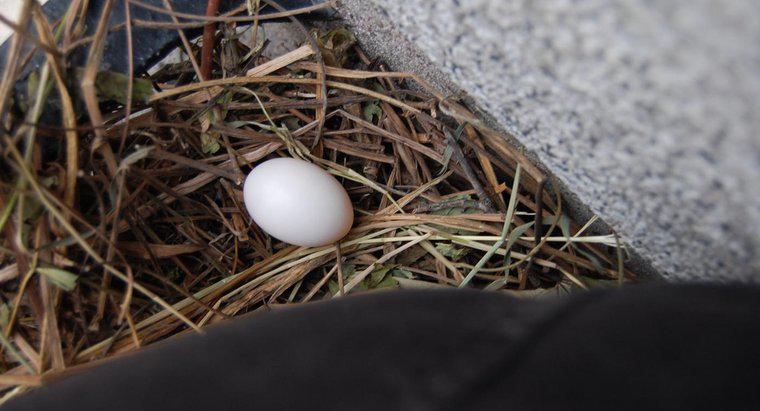 Quanti giorni le uova di piccione portano a Hatch?