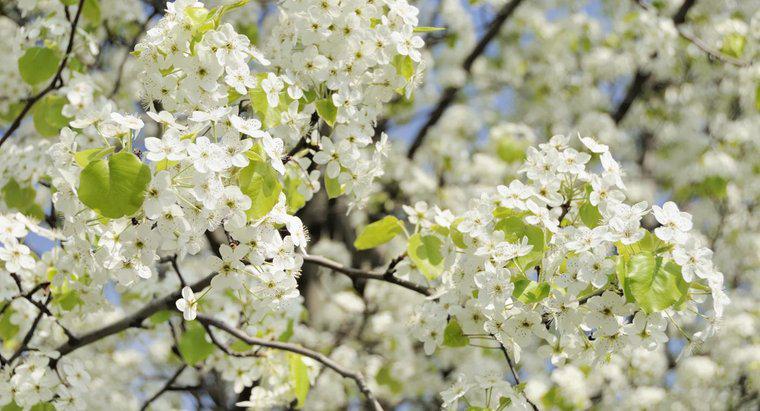 Fare frutti di Bradford Pear Trees?