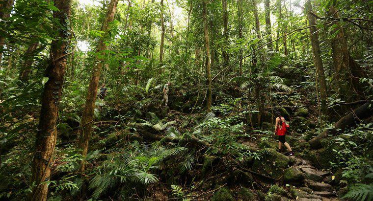 Cosa sono i decompositori nelle foreste pluviali tropicali?