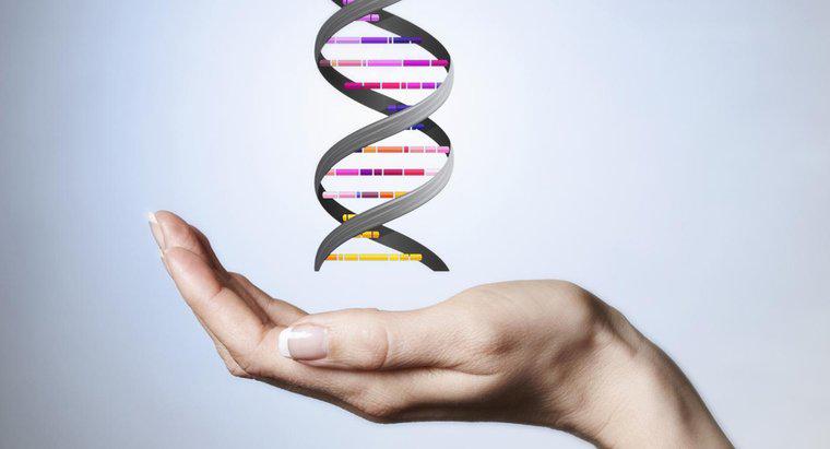 Cosa rende la spina dorsale della molecola del DNA?