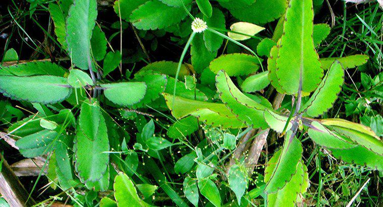 Quali sono gli usi medicinali di Bryophyllum?