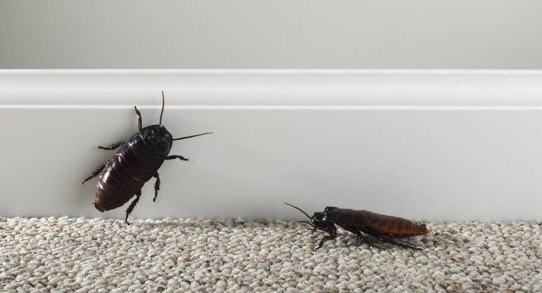 Cosa significa sognare gli scarafaggi?