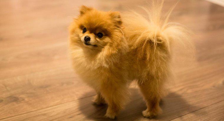 Dove è possibile trovare online economici cuccioli Pomeranian Teacup in vendita?