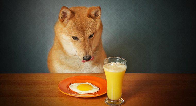 I cani possono mangiare uova cotte?