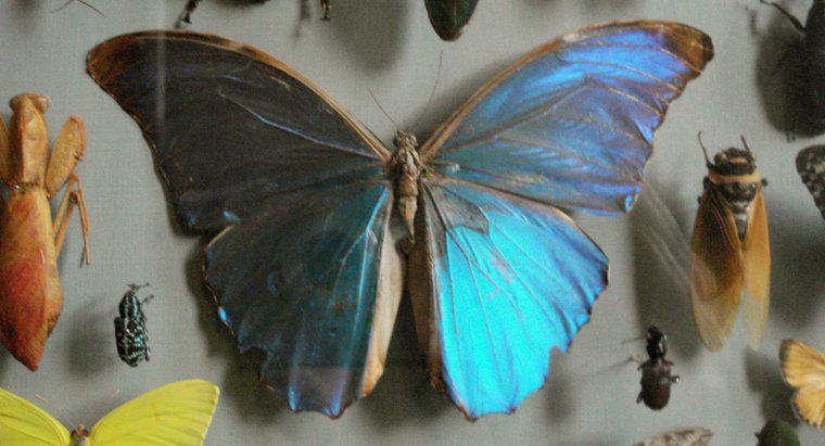 Come si chiama un collezionista di farfalle?