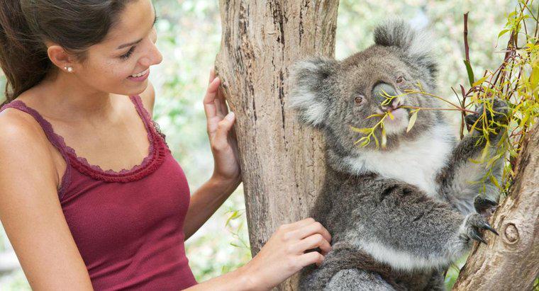 Puoi adottare un Koala?
