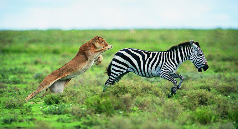 Quali animali sono i predatori della zebra?