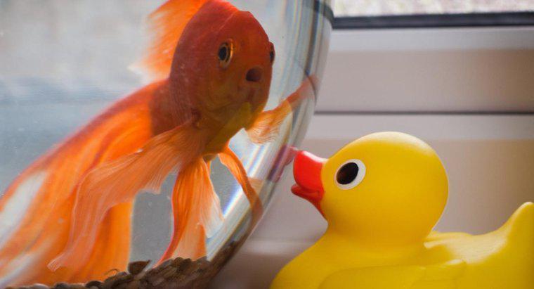Come fai a sapere quando un pesce rosso è stressato?