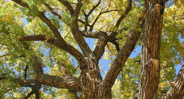 Che cosa è un albero Cottonwood Cottonless?